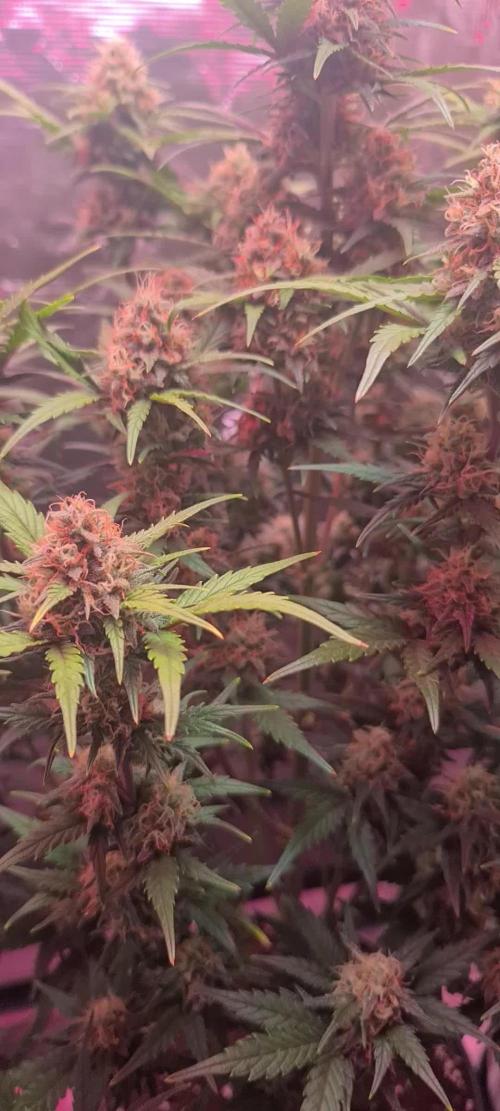 Lemon cherry cookies fast bud
