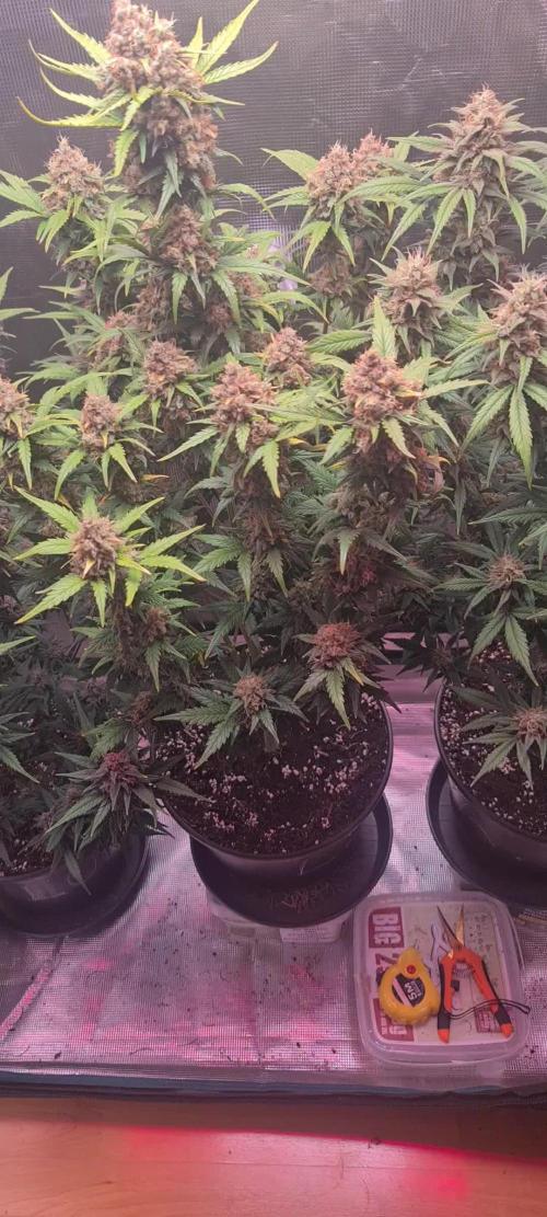 Lemon cherry cookies fast bud