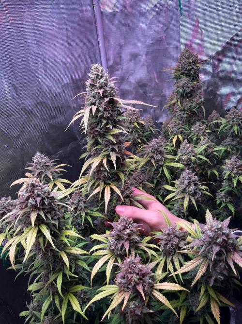 Lemon cherry cookies fast bud. Week 9