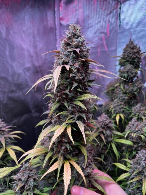 Lemon cherry cookies fast bud. Week 9 - Og kush