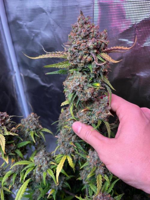 Lemon cherry cookies fast bud. Week 9 - Mexican arlines