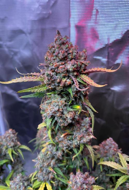 Lemon cherry cookies fast bud. Week 9 - Mexican arlines