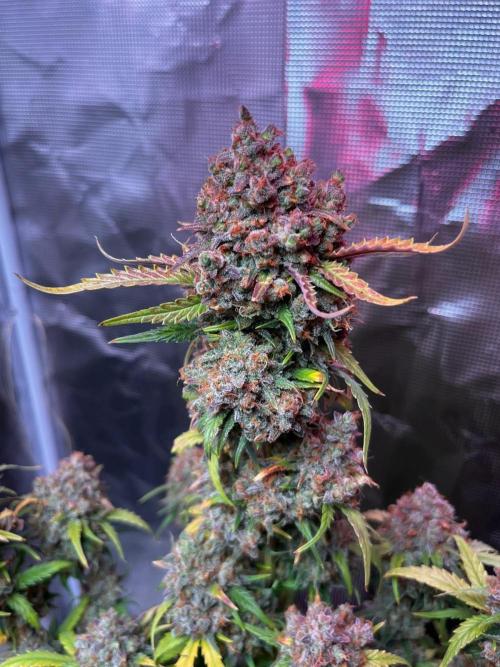 Lemon cherry cookies fast bud. Week 9