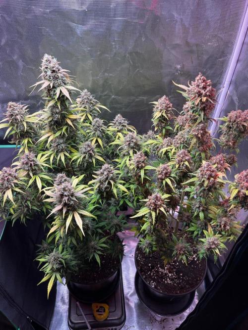 Lemon cherry cookies fast bud. Week 9