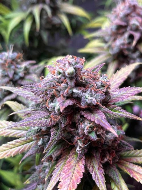 Lemon cherry cookies fast bud. Week 9 - Og kush