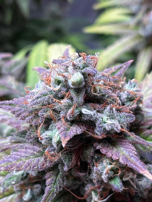 Lemon cherry cookies fast bud. Week 9 - Og kush