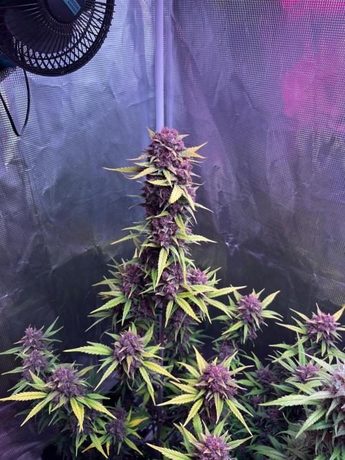 Lemon cherry cookies fast bud. Week 9 - Lemon cherry cookies 