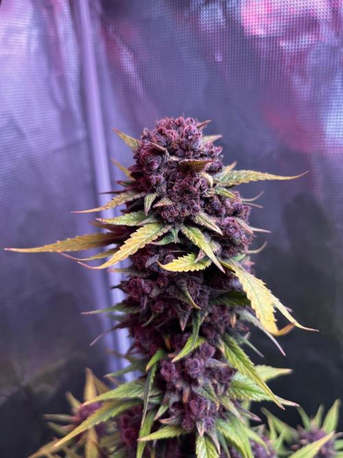 Lemon cherry cookies fast bud. Week 9