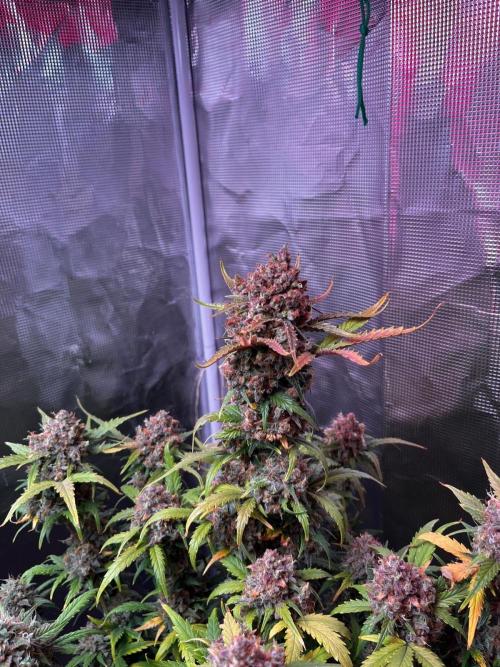 Lemon cherry cookies fast bud. Week 9