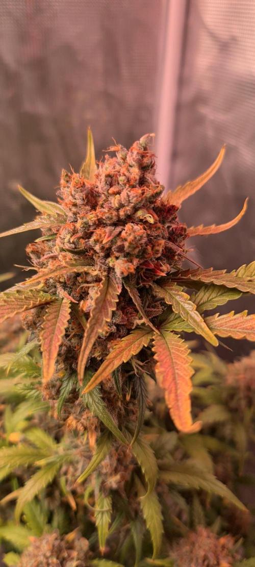Lemon cherry cookies fast bud. Week 9 - Mexican arlines
