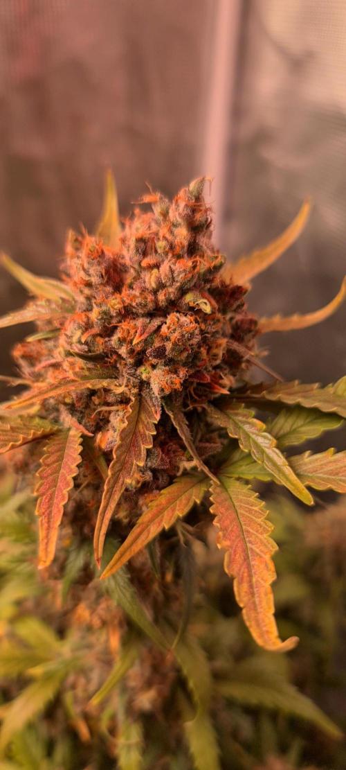 Lemon cherry cookies fast bud. Week 9
