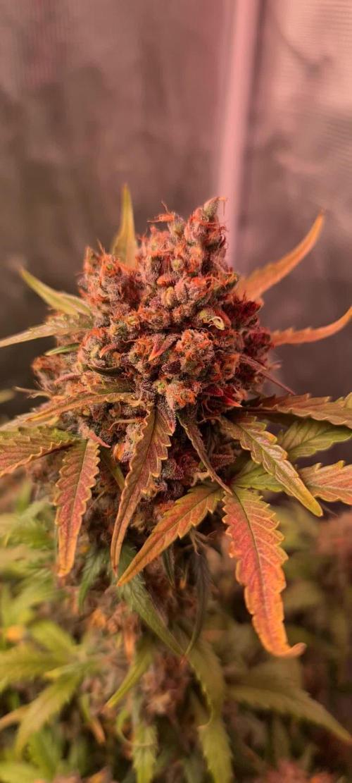 Lemon cherry cookies fast bud
