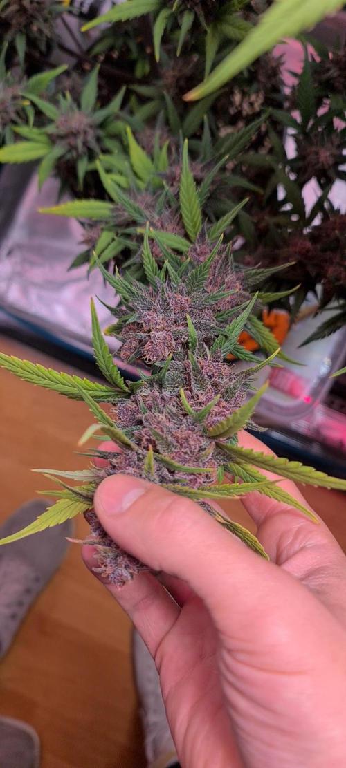 Lemon cherry cookies fast bud. Week 9