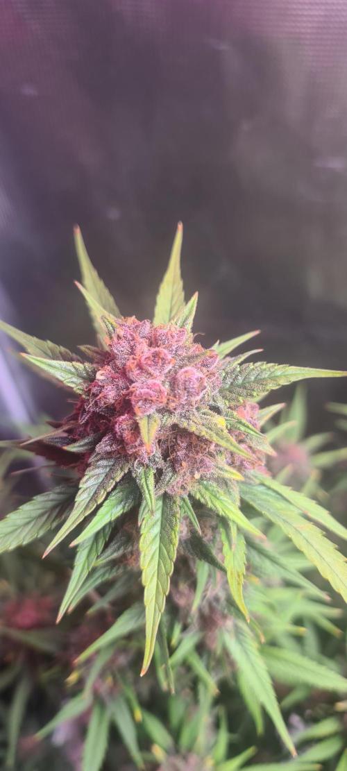 Lemon cherry cookies fast bud. Week 8 - Lemon cherry cookies 