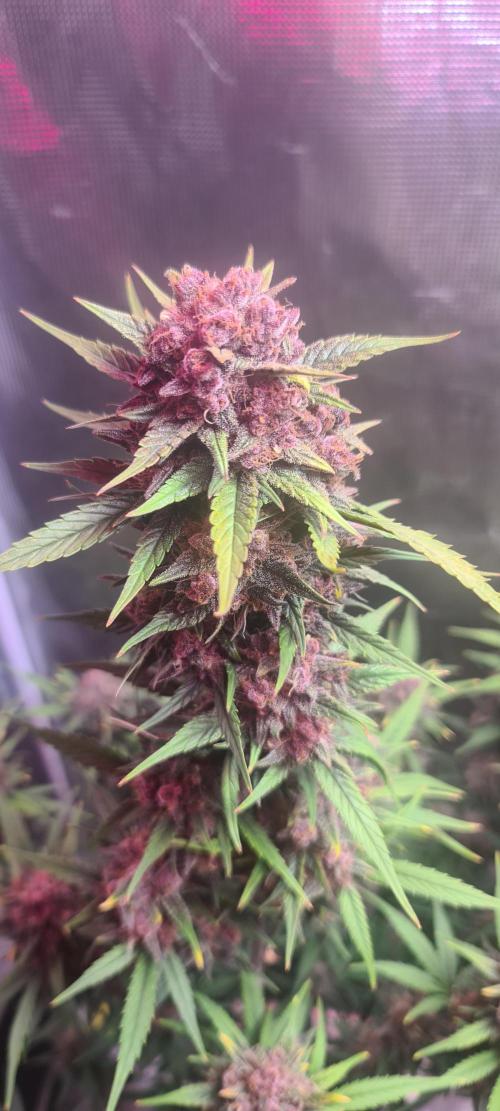 Lemon cherry cookies fast bud. Week 8