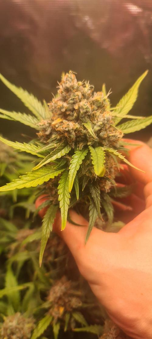 Lemon cherry cookies fast bud. Week 8 - Mexican arlines