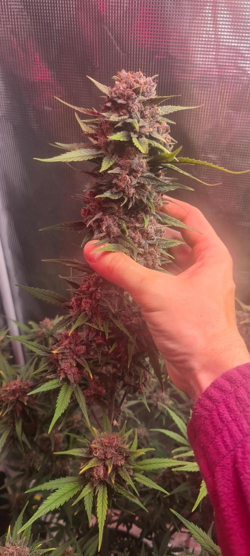 Lemon cherry cookies fast bud. Week 8