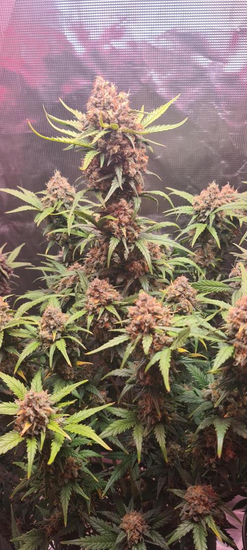 Lemon cherry cookies fast bud. Week 8