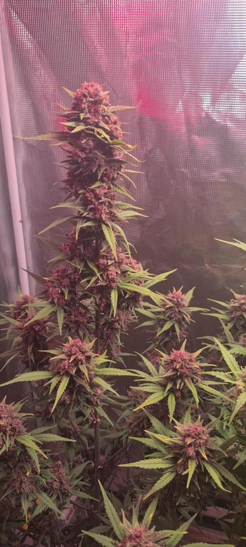 Lemon cherry cookies fast bud