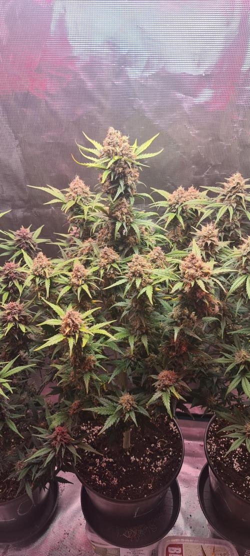 Lemon cherry cookies fast bud. Week 8