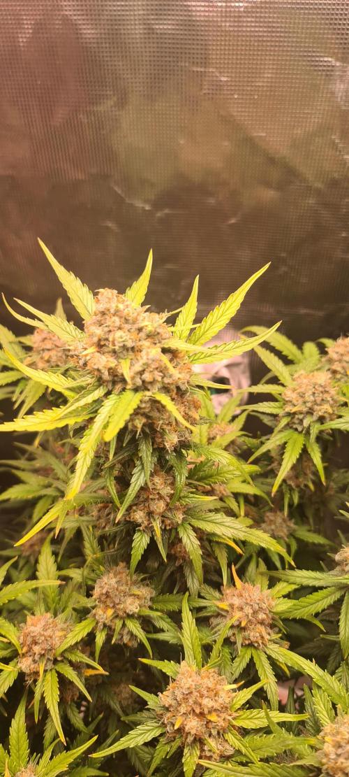 Lemon cherry cookies fast bud. Week 8