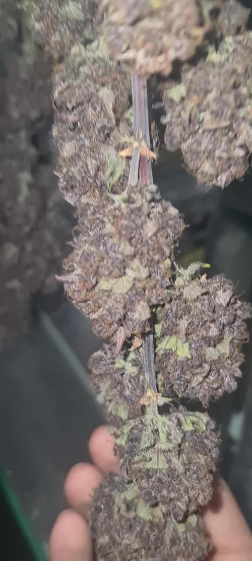 Lemon cherry cookies fast bud