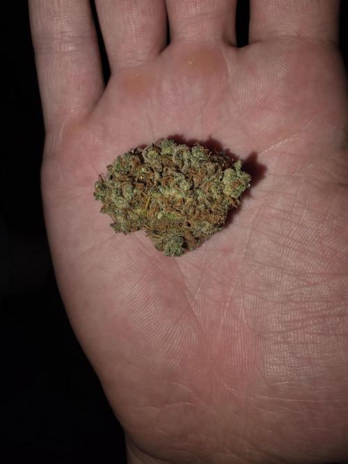 Lemon cherry cookies fast bud. Week 10