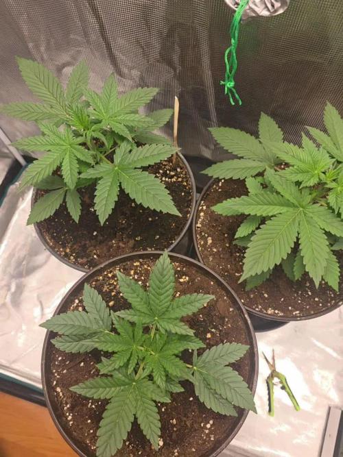 Gorilla punch fast bud