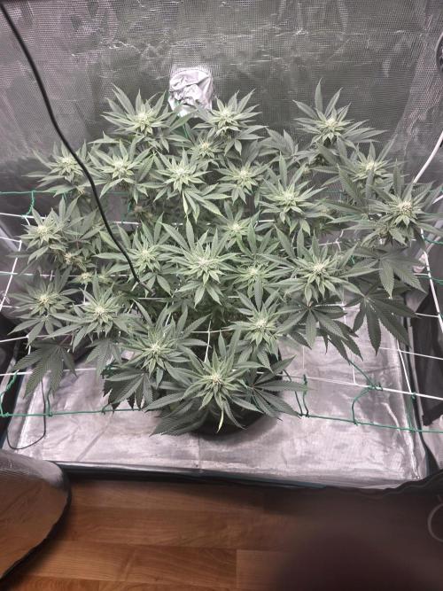 LFG barneys farm. Week 13