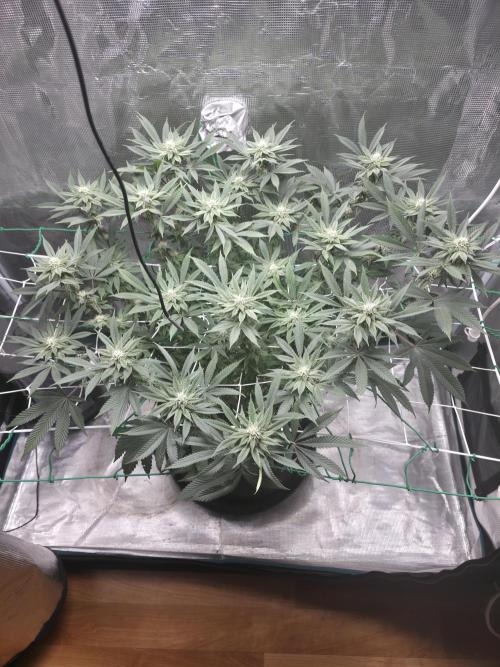 LFG barneys farm. Week 13