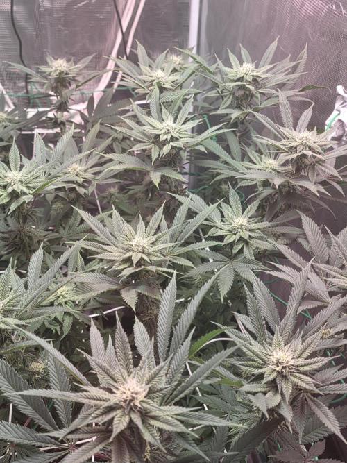 LFG barneys farm. Week 13