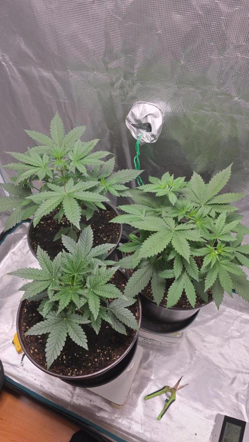Gorilla punch fast bud. Week 3
