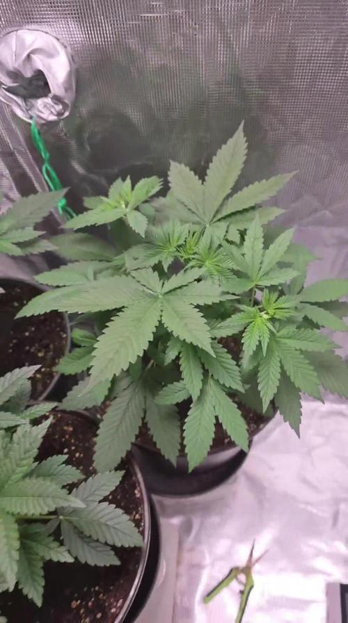 Gorilla punch fast bud