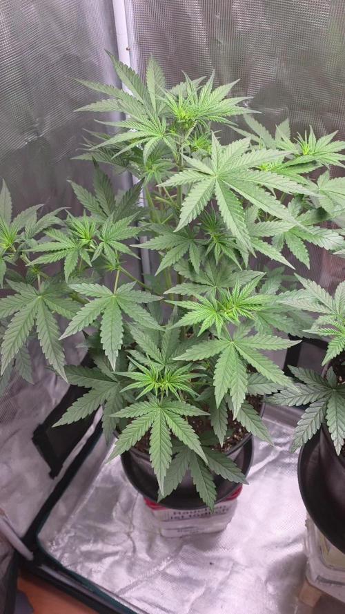 Gorilla punch fast bud