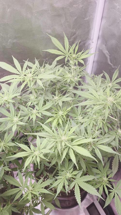 Gorilla punch fast bud