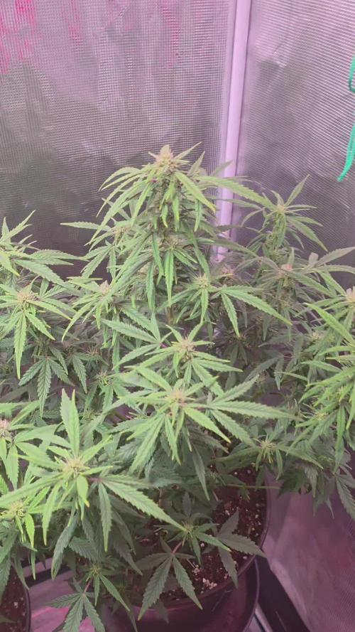 Gorilla punch fast bud