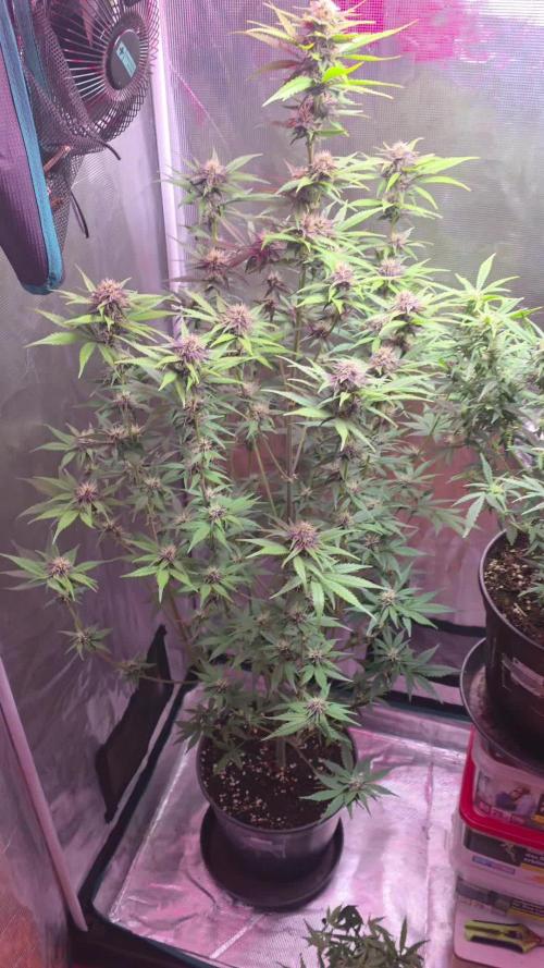 Gorilla punch fast bud