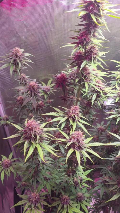 Gorilla punch fast bud