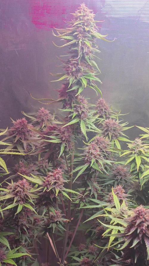 Gorilla punch fast bud