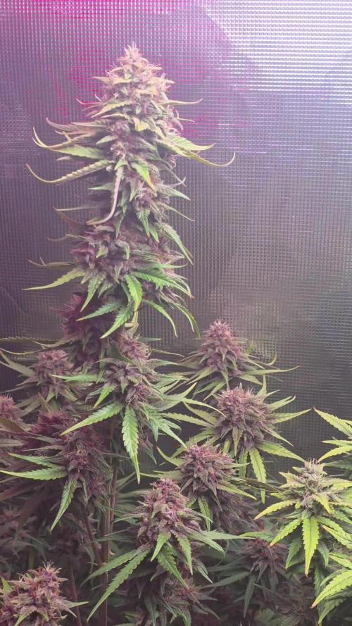 Gorilla punch fast bud