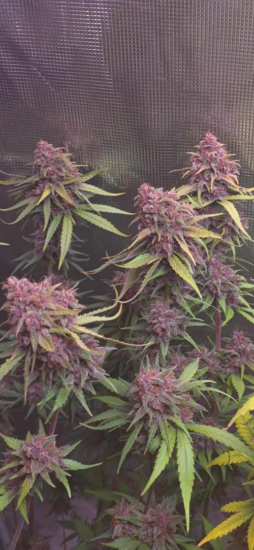 Gorilla punch fast bud. Week 10 - Gorilla punch 