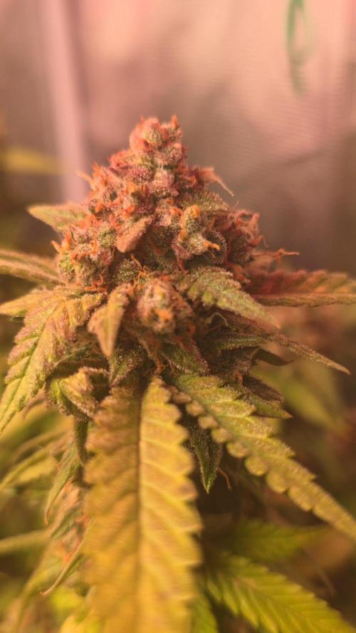 Gorilla punch fast bud. Week 10 - purple lemonade 