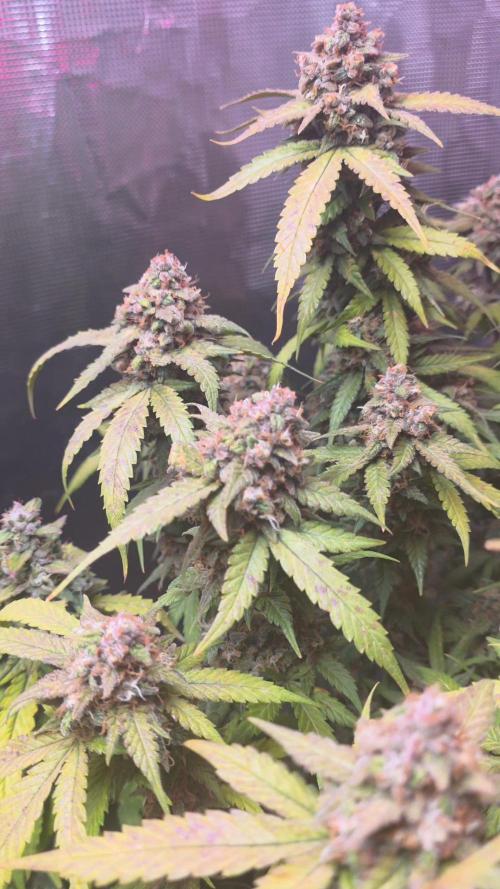 Gorilla punch fast bud. Week 10 - purple lemonade 