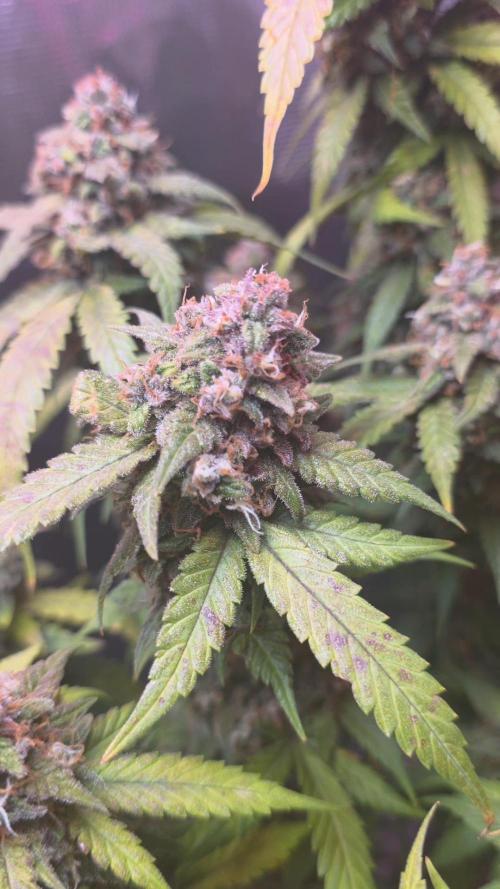 Gorilla punch fast bud. Week 10 - purple lemonade 