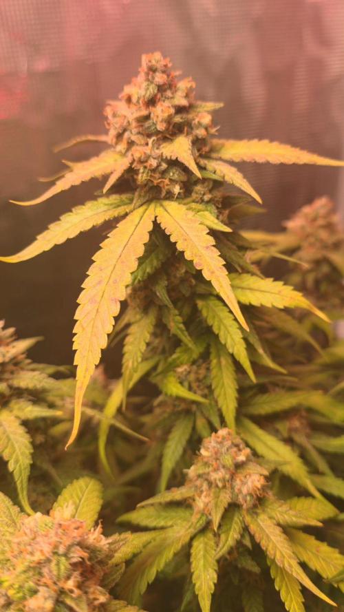 Gorilla punch fast bud. Week 10