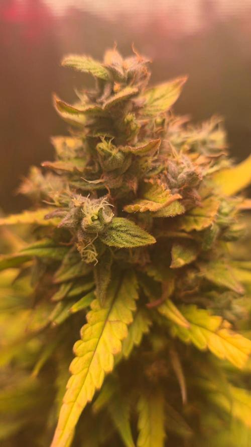 Gorilla punch fast bud. Week 10 - Amnesia haze 