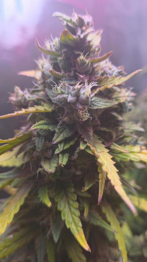 Gorilla punch fast bud. Week 10 - Amnesia haze 