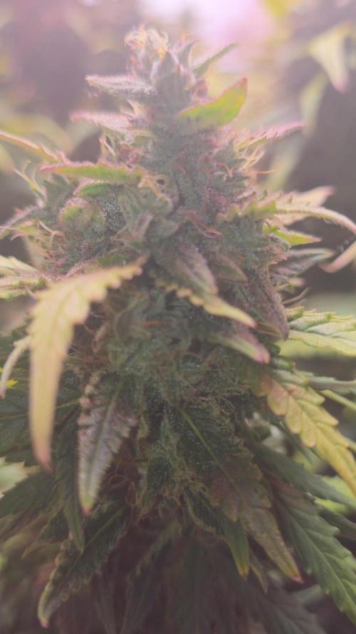 Gorilla punch fast bud. Week 10 - Amnesia haze 