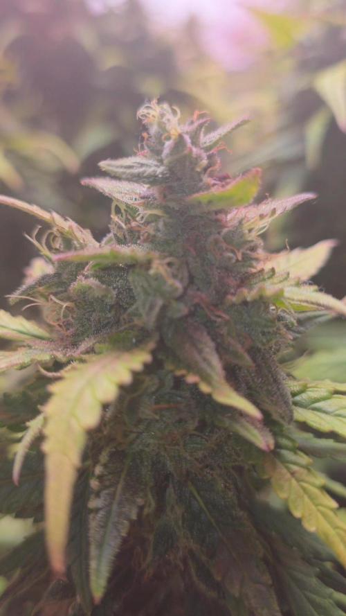 Gorilla punch fast bud. Week 10 - amnesia haze