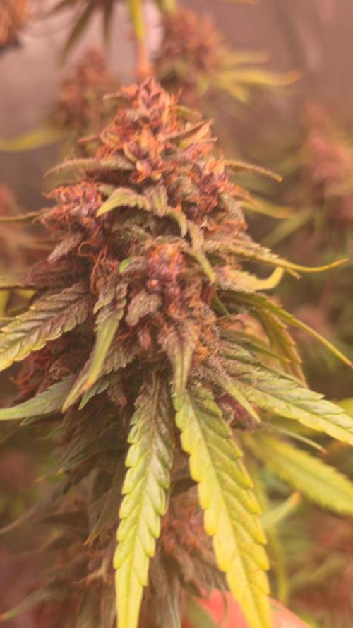Gorilla punch fast bud. Week 10